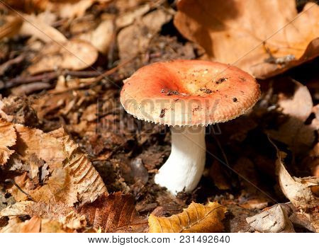 Mushroom In Forest With Autun Leaf Horizontal
