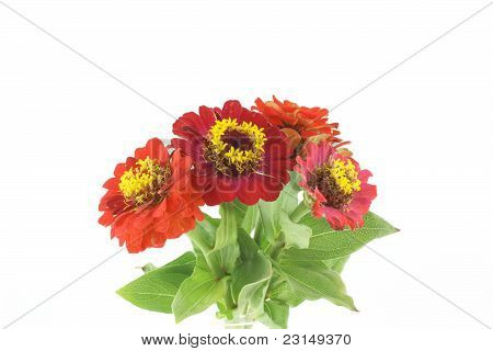 ดอกไม้สีแดง (helenium Autumnale)