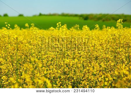 Blossom Yellow Rape Plant Field Horizonal View