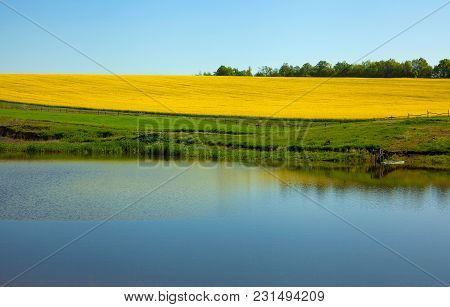 Pond And Rape Field Rural Landscape Horizontal