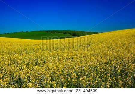 Blossom Yellow Rape Plant Field With Blue Sky Landscape