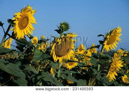 Blossom Sunflower Hed On Field With Blue Sky