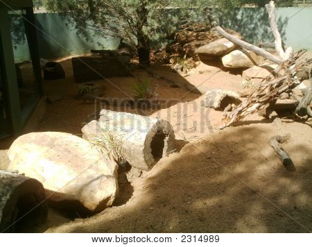 Meercats