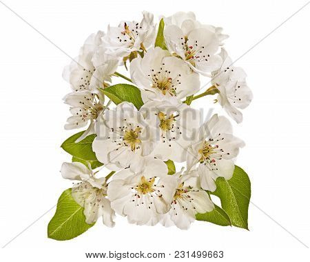 Apple Tree Blossom Flower On Blue Background