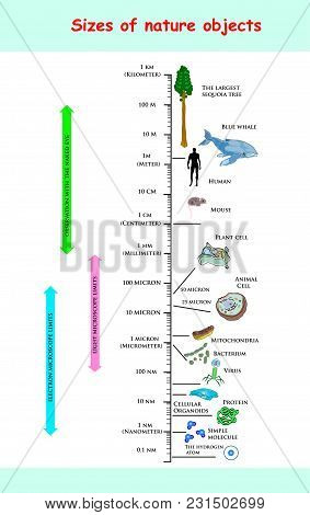 Sizes And Dimension Of Nature Objects. Educational Vector Infographic Comparing The Sizes Of Nature 
