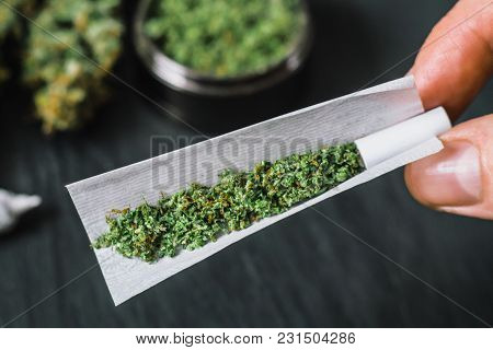 The Man Twists The Canth From Fresh Marijuana