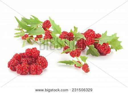 Leafy Goosefoot Herb Closeup Isolated On White