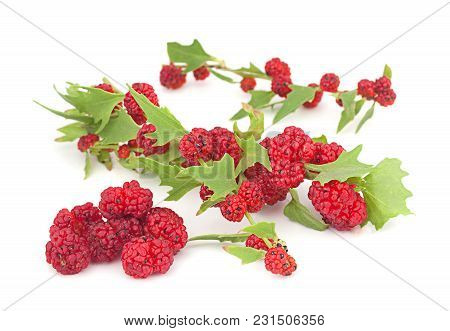 Leafy Goosefoot Herb Closeup Isolated On White
