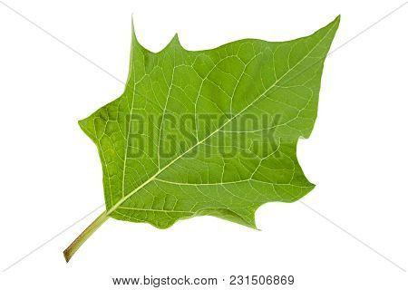 Hindu Datura Leaf Closeup Isolated On White
