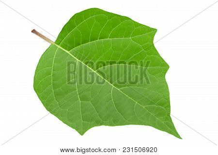 Hindu Datura Leaf Closeup Isolated On White