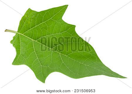 Hindu Datura Leaf Closeup Isolated On White