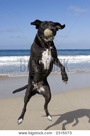 Ball cattura del cane