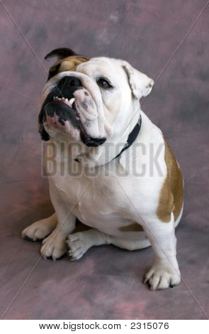Bulldog seduto