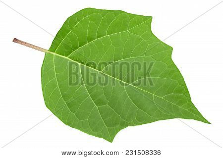 Hindu Datura Leaf Closeup Isolated On White