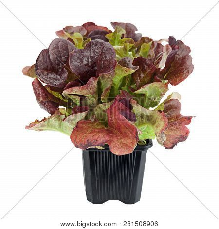 Oakleaf Lettuce Salad Closeup Isolated On White