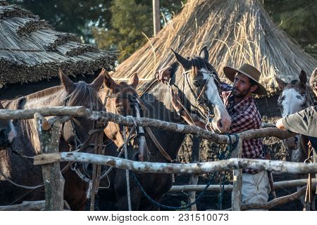 Gaucho Takes Care Of His Horse In The Campo