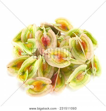 Rhubarb Vegetable Seed Closeup Isolated On White