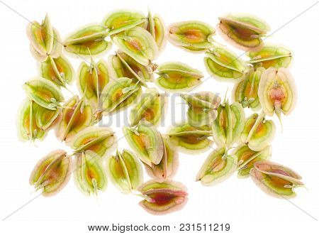Rhubarb Vegetable Seed Closeup Isolated On White