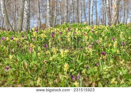 Bright Yellow And Burgundy Spring Wild Flowers Erythronium Sibiricum And Corydalis On The Meadow On 