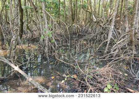 Mangrove Forest View.