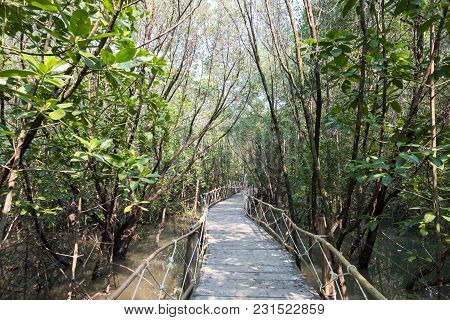 Mangrove Forest View.