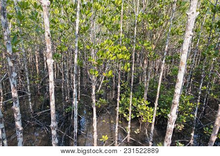 Mangrove Forest View.