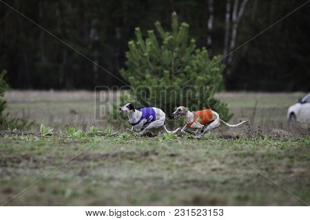 Coursing, Passion And Speed. Whippet Dog Running In The Field. Sunny Day