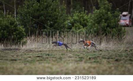 Training Coursing. Italian Greyhound Dog Pursues A Bait Box. Summer Sunny Morning