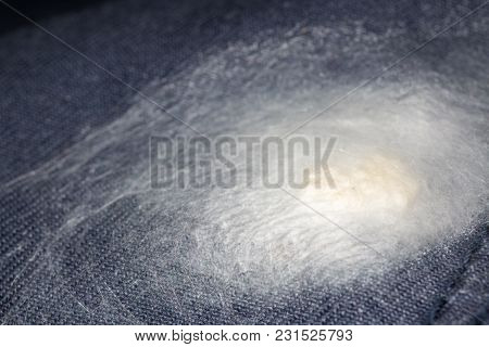 Spider Eggs And Egg Sacs