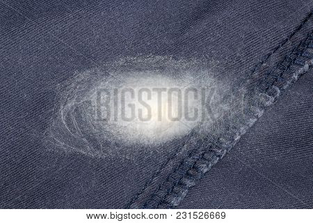 Spider Eggs And Egg Sacs