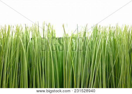 A Row Of Tropical Grass Plant With White Isolated Background For Natural Foliage Pattern
