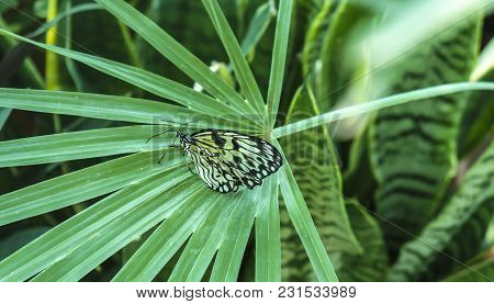 Beautiful Insect In Natural Habitat Of Green Forest. Rice Paper Or Large Tree Nymph Butterfly Paper 