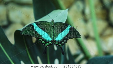 Beautiful Insect In Natural Habitat Of Green Forest. Black Butterfly With Emerald Stripes On Sheet P