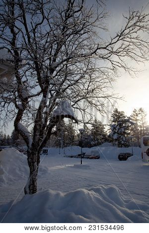 Frozen Trees In Winter Lappland