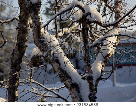 Frozen Trees In Winter Lappland