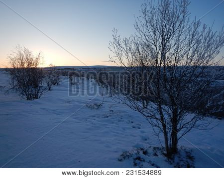 Frozen Trees In Winter Lappland