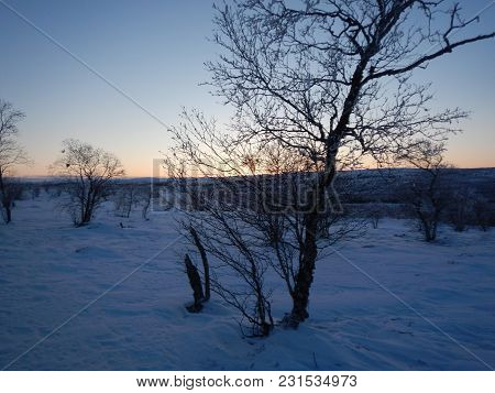 Frozen Trees In Winter Lappland