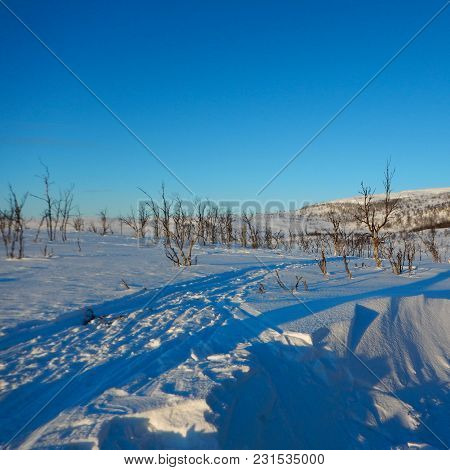 Frozen Trees In Winter Lappland