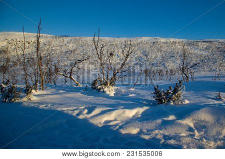 Frozen Trees In Winter Lappland