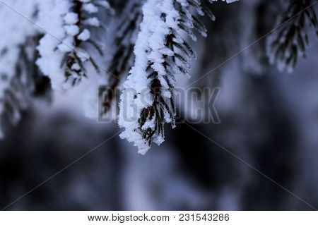 A Few Branches Of Spruce Covered By Snow With A Little Sunshine