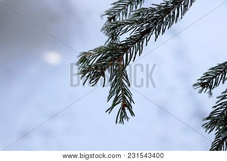 A Few Branches Of Spruce As Decoration On Your Home. Background Is Very Blurry.
