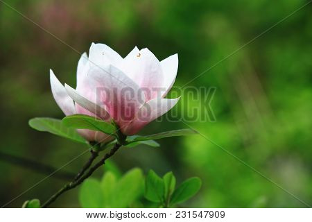 Lotus-flowered Magnolia Flower Closeup,beautiful White With Pink Flower Blooming In The Countryside 