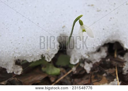 Snowdrop Is Growing Through The Snow In Alps, March 2018
