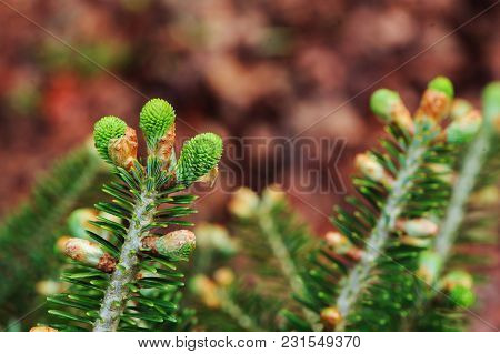 Abies Koreana, Cultivar Of Korean Fir With Fresh Buds In Spring