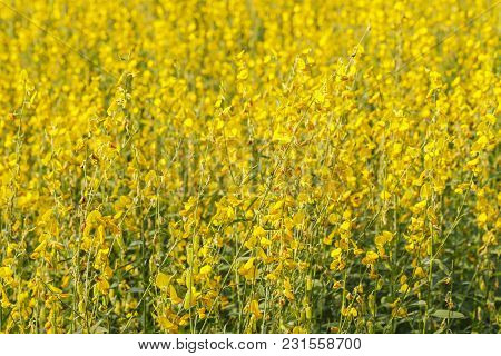 Close Up Of Yellow Sunn Hemp Flower In The Field