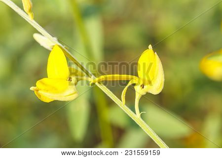 Close Up Of Yellow Sunn Hemp Flower In The Field