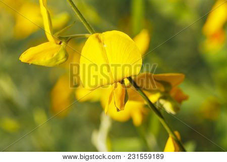 Close Up Of Yellow Sunn Hemp Flower In The Field