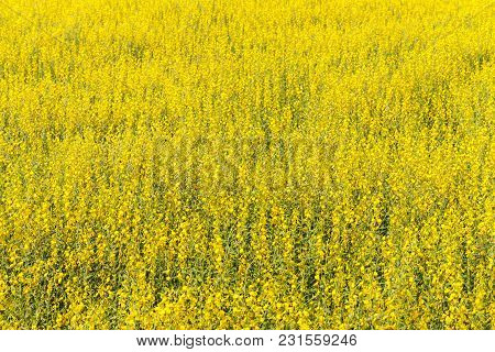 Close Up Of Yellow Sunn Hemp Flower In The Field