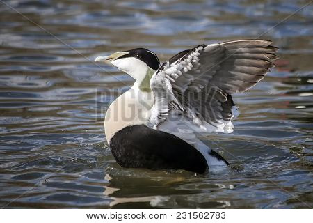 Common Eider Duck ( Somateria Mollissima) Sea Bird Which Was Used To Make Eiderdown
