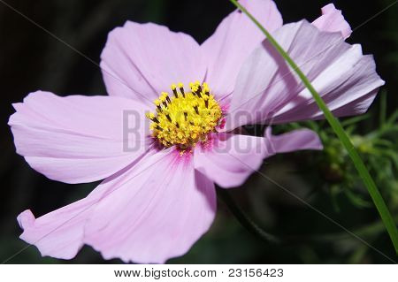 Cosmos